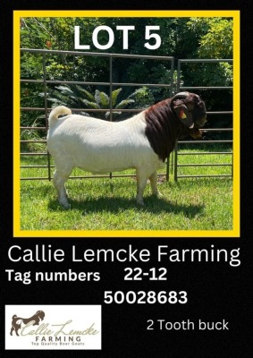 1 x BOER GOAT BUCK Callie Lemcke