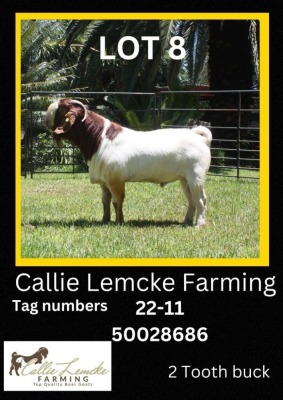 1 x BOER GOAT BUCK Callie Lemcke