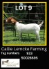 1 x BOER GOAT EWE Callie Lemcke