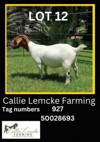 1 x BOER GOAT EWE Callie Lemcke