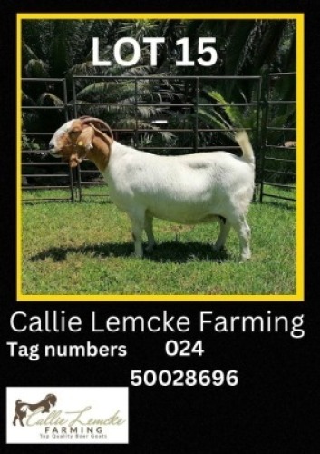 1 x BOER GOAT EWE Callie Lemcke