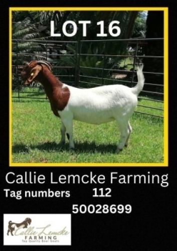 1 x BOER GOAT EWE Callie Lemcke