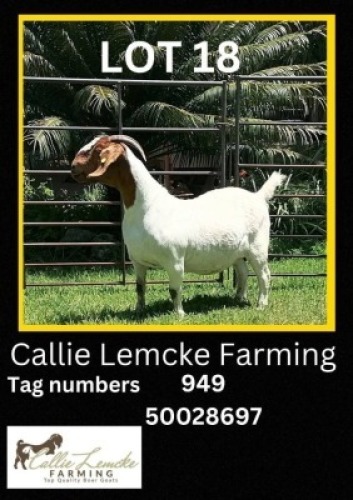 1 x BOER GOAT EWE Callie Lemcke