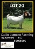 1 x BOER GOAT EWE Callie Lemcke