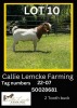 1 x BOER GOAT BUCK Callie Lemcke