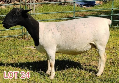 1 x DORPER EWE Leon Vorster