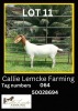 1 x BOER GOAT EWE Callie Lemcke