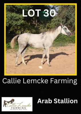 1 x ARAB STALLION Callie Lemcke