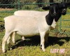 1 x DORPER EWE Leon Vorster