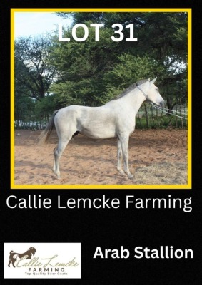 1 x ARAB STALLION Callie Lemcke