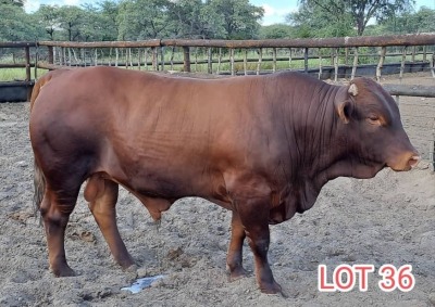 1 x DROUGHT MASTER BULL Leon Vorster