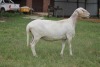 LOT 6 1X MEATMASTER OOI/EWE RED RIBBON MEATMASTERS - 4