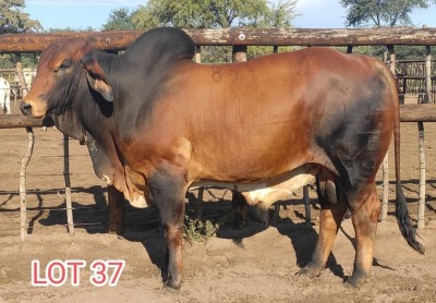 1 x RED BRAHMAN BULL Leon Vorster