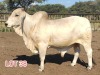 1 x WHITE BRAHMAN BULL Leon Vorster