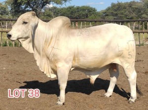 1 x WHITE BRAHMAN BULL Leon Vorster