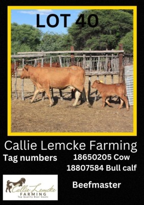 1+1 x BEEF MASTER COW WITH CALF Callie Lemcke