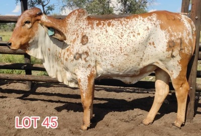 1 x RED BRAHMAN HEIFER Leon Vorster