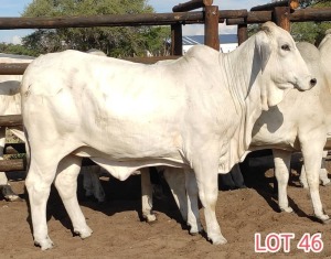 1 x WHITE BRAHMAN HEIFER Leon Vorster