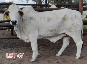 1 x WHITE BRAHMAN HEIFER Leon Vorster