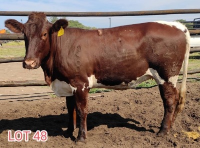 1 x PINZGAUER HEIFER Leon Vorster