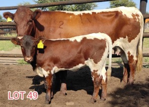 1+1 x PINZGAUER COW WITH CALF Leon Vorster