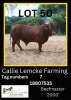 1 x BEEF MASTER BULL Callie Lemcke