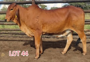 1 x RED BRAHMAN HEIFER Leon Vorster