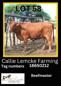 1 x BEEF MASTER HEIFER Callie Lemcke