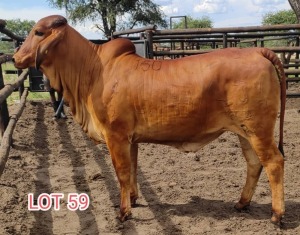 1 x RED BRAHMAN HEIFER Leon Vorster