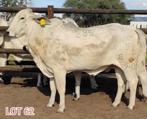 1 x WHITE BRAHMAN HEIFER Leon Vorster