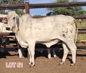 1 x WHITE BRAHMAN HEIFER Leon Vorster