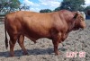 1 x DROUGHT MASTER BULL Leon Vorster