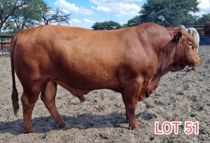 1 x DROUGHT MASTER BULL Leon Vorster