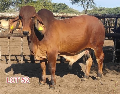 1 x RED BRAHMAN BULL Leon Vorster