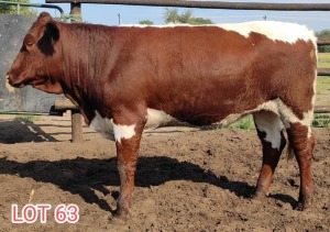 1 x PINZGAUER HEIFER Leon Vorster