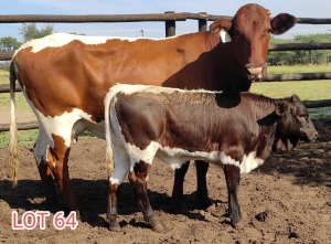 1+1 x PINZGAUER COW WITH CALF Leon Vorster