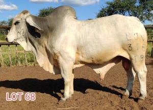 1 x WHITE BRAHMAN BULL Leon Vorster