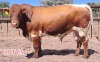 1 x PINZGAUER BULL Leon Vorster