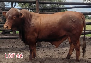 1 x DROUGHT MASTER BULL Leon Vorster