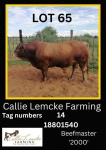 1 x BEEF MASTER BULL Callie Lemcke