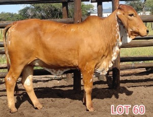 1 x RED BRAHMAN HEIFER Leon Vorster