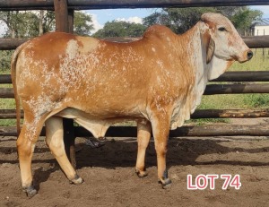 2 x RED BRAHMAN HEIFER Leon Vorster