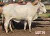 2 x RED BRAHMAN HEIFER Leon Vorster - 2