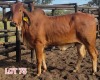 2 x RED BRAHMAN HEIFER Leon Vorster