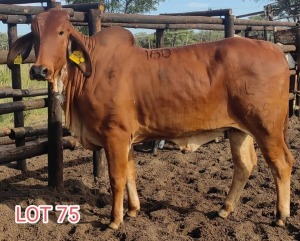 2 x RED BRAHMAN HEIFER Leon Vorster