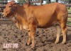 2 x RED BRAHMAN HEIFER Leon Vorster - 2