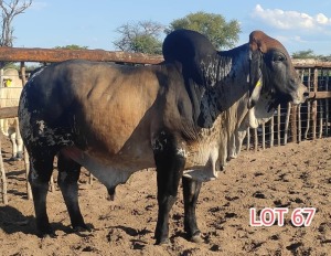 1 x RED BRAHMAN BULL Leon Vorster