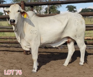 1 x WHITE BRAHMAN COW Leon Vorster