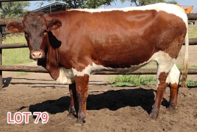 3 x PINZGAUER HEIFER Leon Vorster (PAY PER PIECE)