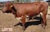 3 x PINZGAUER HEIFER Leon Vorster (PAY PER PIECE) - 2